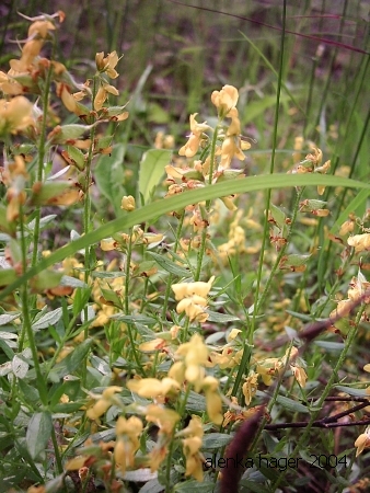 genista germanica2.JPG